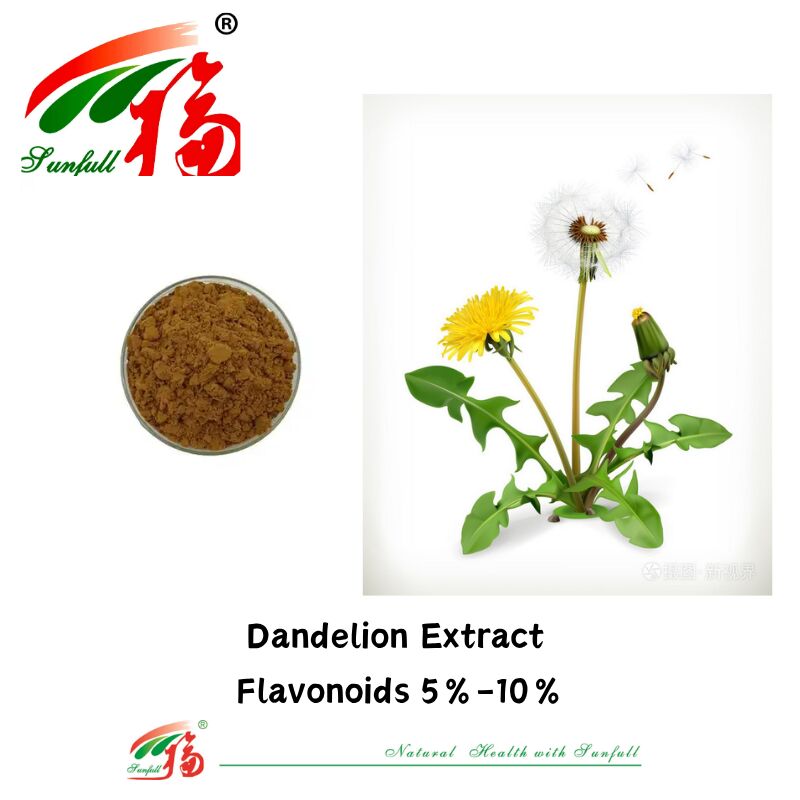 Produit alimentaire Pissenlit Herbe Extrait de feuilles de pissenlit Poudre Flavonoïdes naturels 5% à 10% Extrait de pissenlit organique