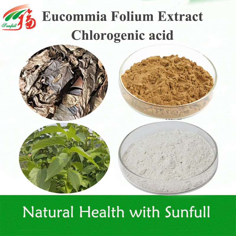 Extrait de feuille d'Eucommia 5%-99% d'acide chlorogénique en stock CAS 327-97-9