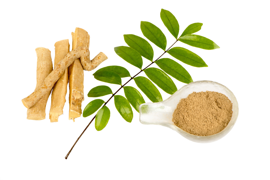 0,5% activités pyrétiques de Eurycoma longifolia Root Extract Powder For d'extrait d'Eurycomanone anti