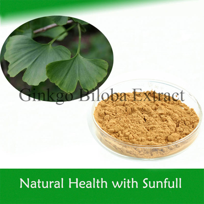 Extrait de ginkgo biloba 100% naturel pour réduire la pression artérielle