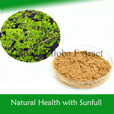 Extrait de plante à base de plantes efficace Extrait de ginkgo biloba Pour les acouphènes Prévention et traitement des maladies cardiovasculaires