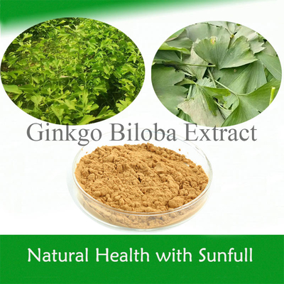 Extrait de ginkgo Biloba naturel 24% Ginkgoflavoglycosides 6% Lactones terpènes