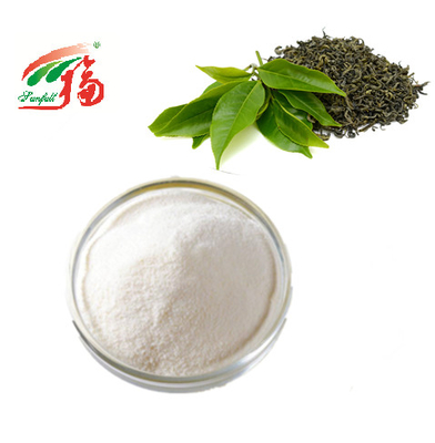 L'extrait CACHER de thé vert saupoudrent le gallate de 98% EGCG Epigallocatechin pour des cosmétiques